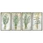 Paragon Herbs 25" x 13" Wall Art in Green (Set of 4), , large